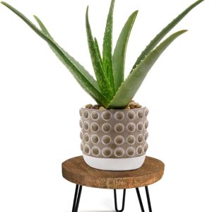 Mid Century Plant Stand for Indoor Plants