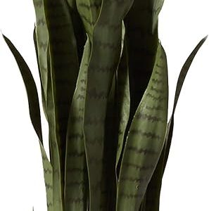 35in. Sansevieria with Black Planter