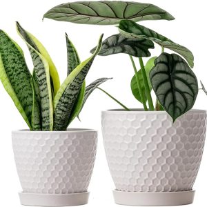 Ceramic Plant Pots Indoor