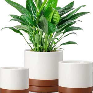 Ceramic Plant Pots